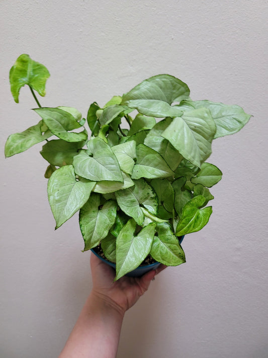 Syngonium Podophyllum ‘Holly M’