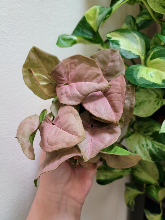 Syngonium podophyllum ‘Neon Pink’
