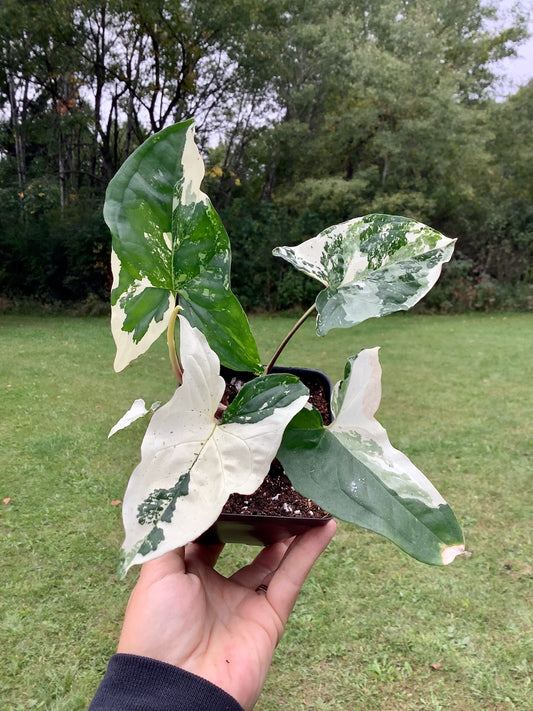 Syngonium Podophyllum ‘Albo Variegata’