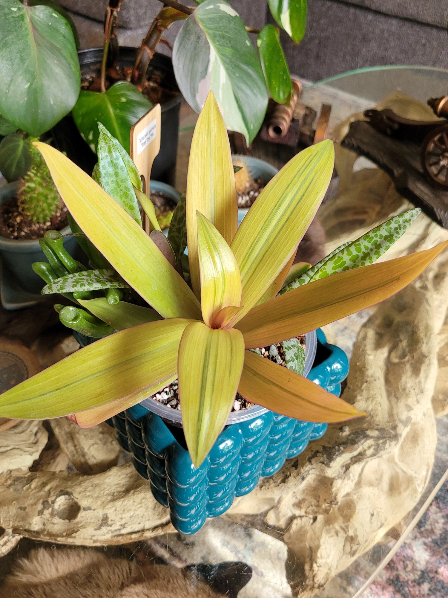 Commelinaceae