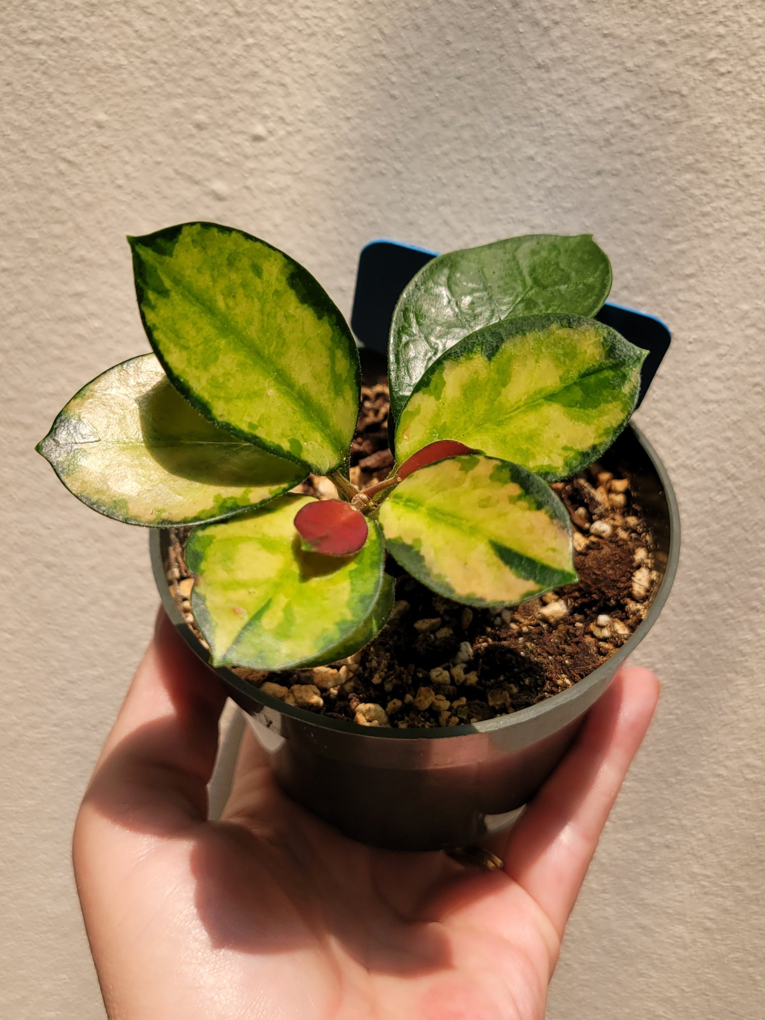 Hoya