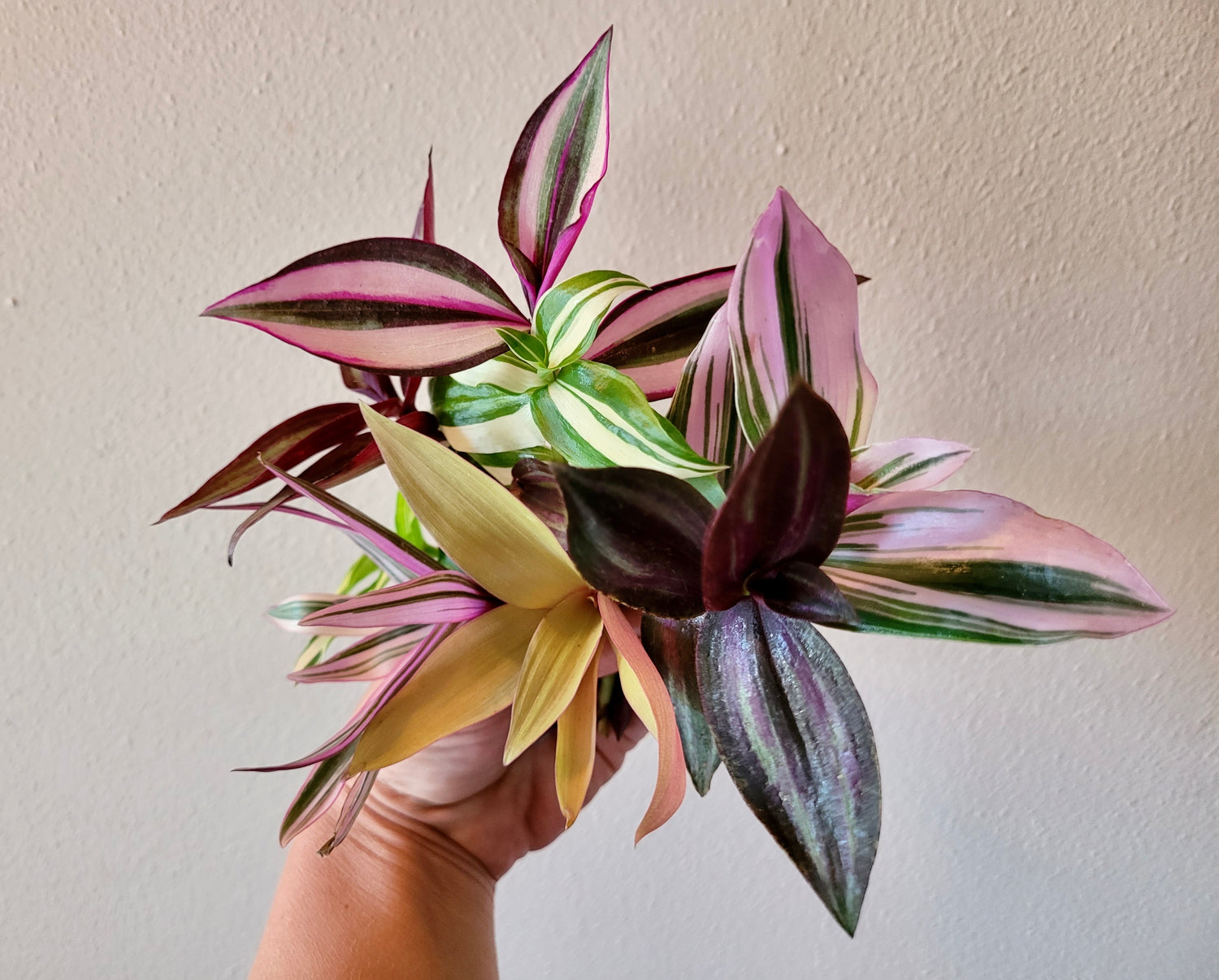 Tradescantia & Family