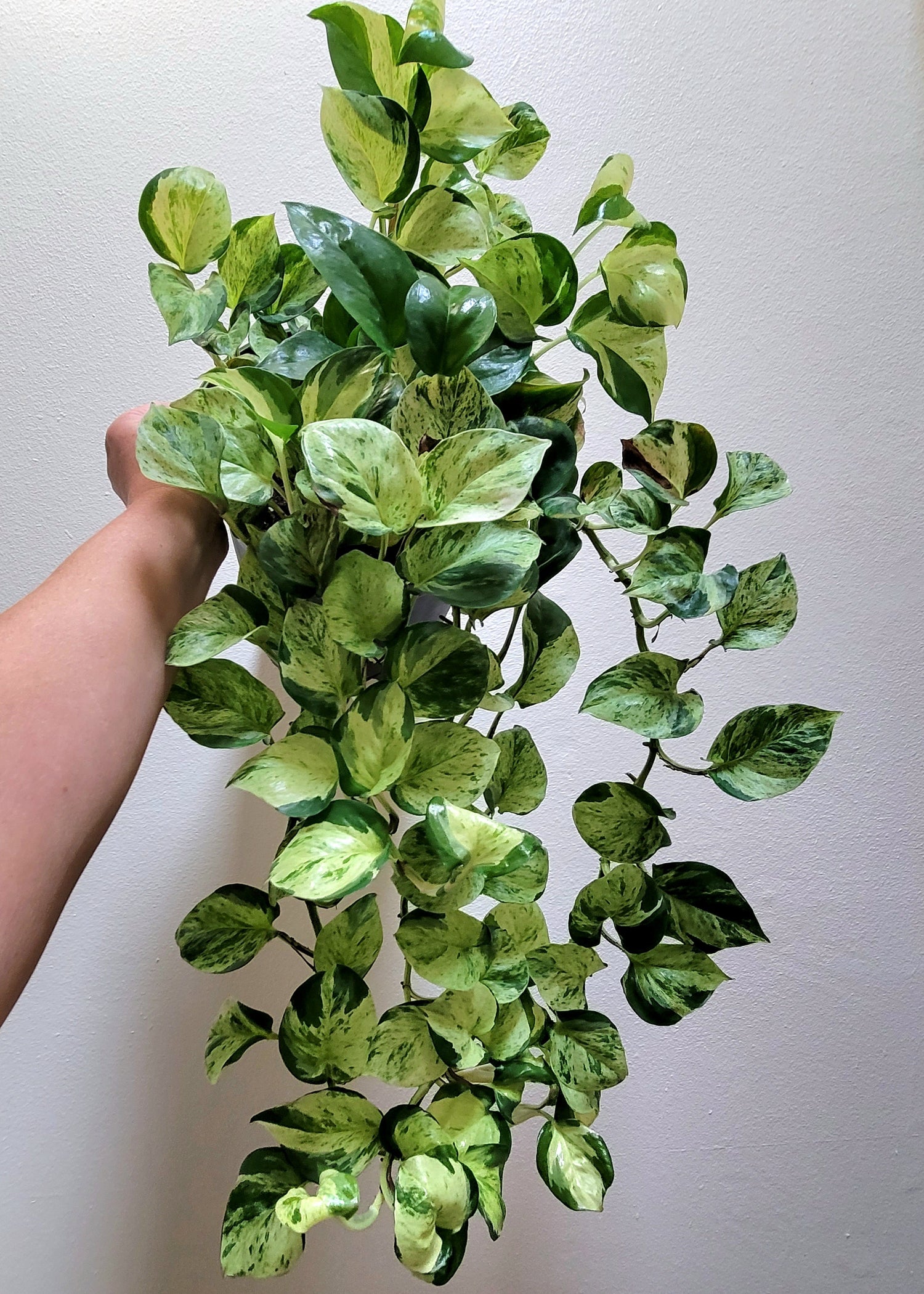 Epipremnum (Pothos)