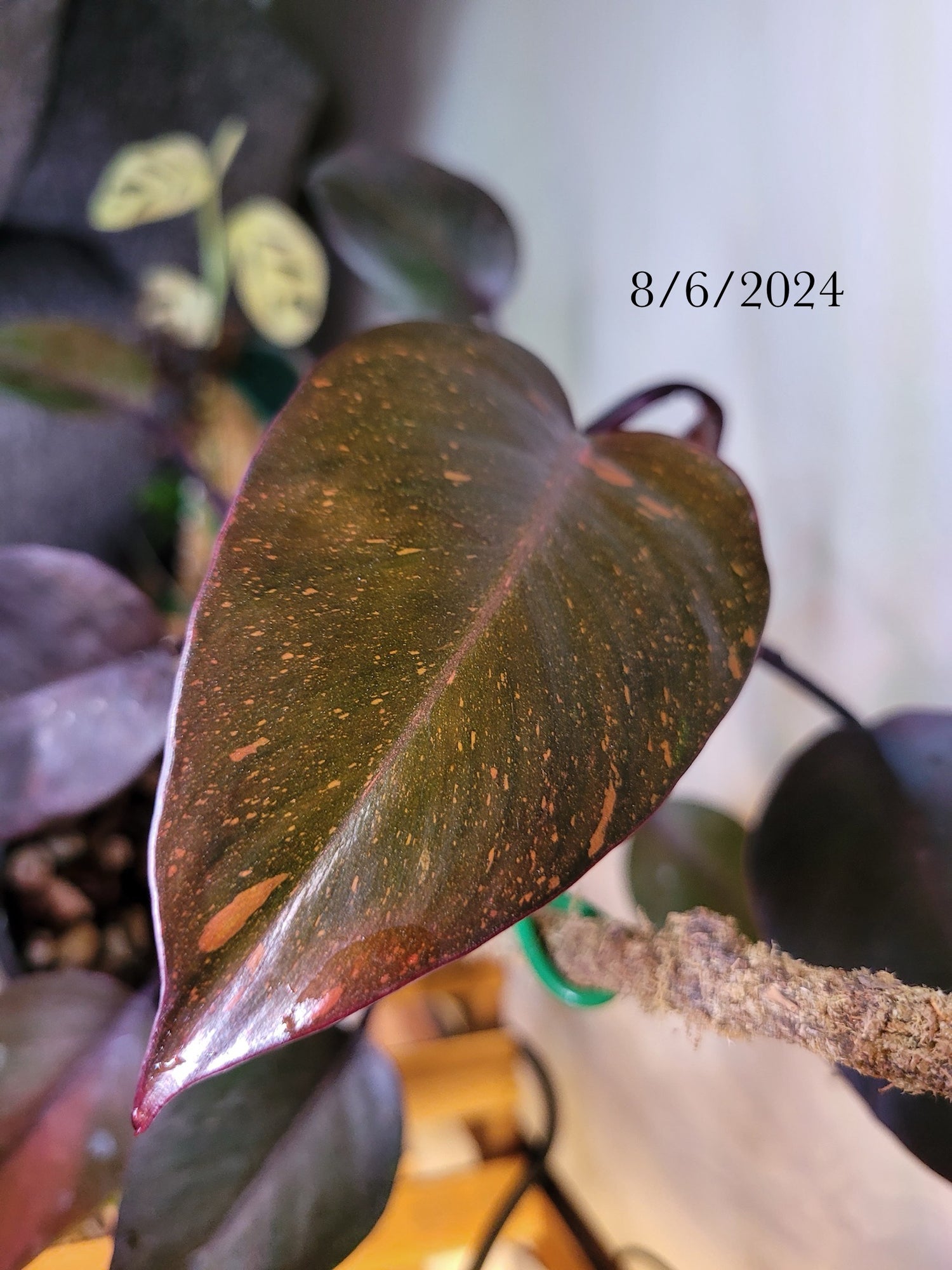 Philodendron