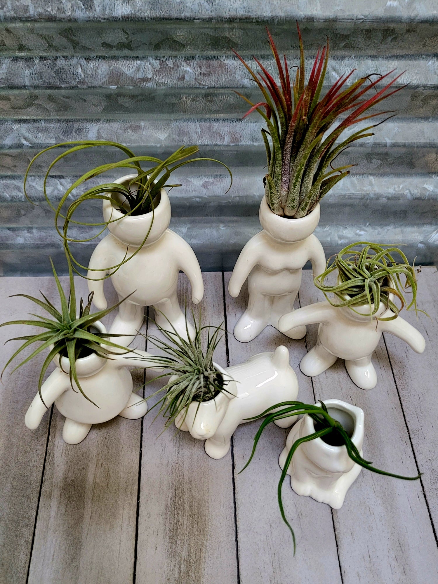 Air Plants & Accessories