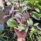 Tradescantia Cerinthoides ‘Nanouk’ (“Fantasy Venice” “Bubblegum”)