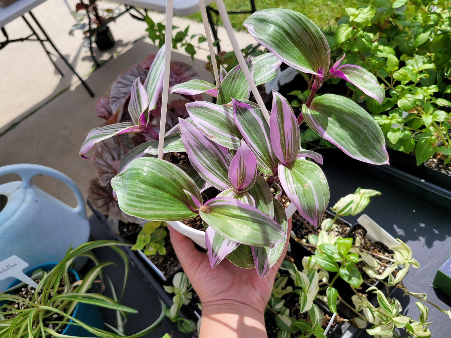 Tradescantia Cerinthoides ‘Nanouk’ (“Fantasy Venice” “Bubblegum”)