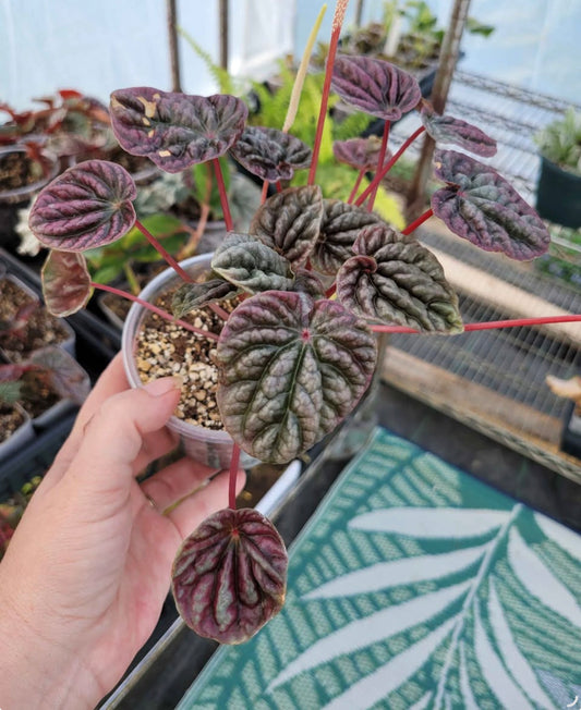 Peperomia ‘Red Beauty’