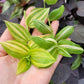 Tradescantia Fluminensis ‘Yellow Hill’