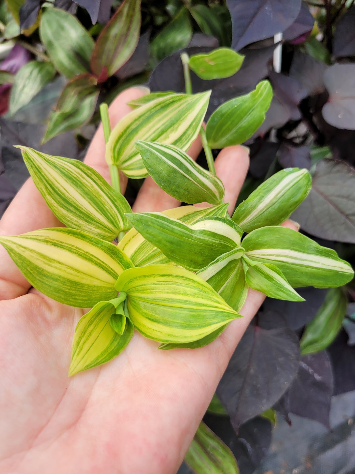 Tradescantia Fluminensis ‘Yellow Hill’