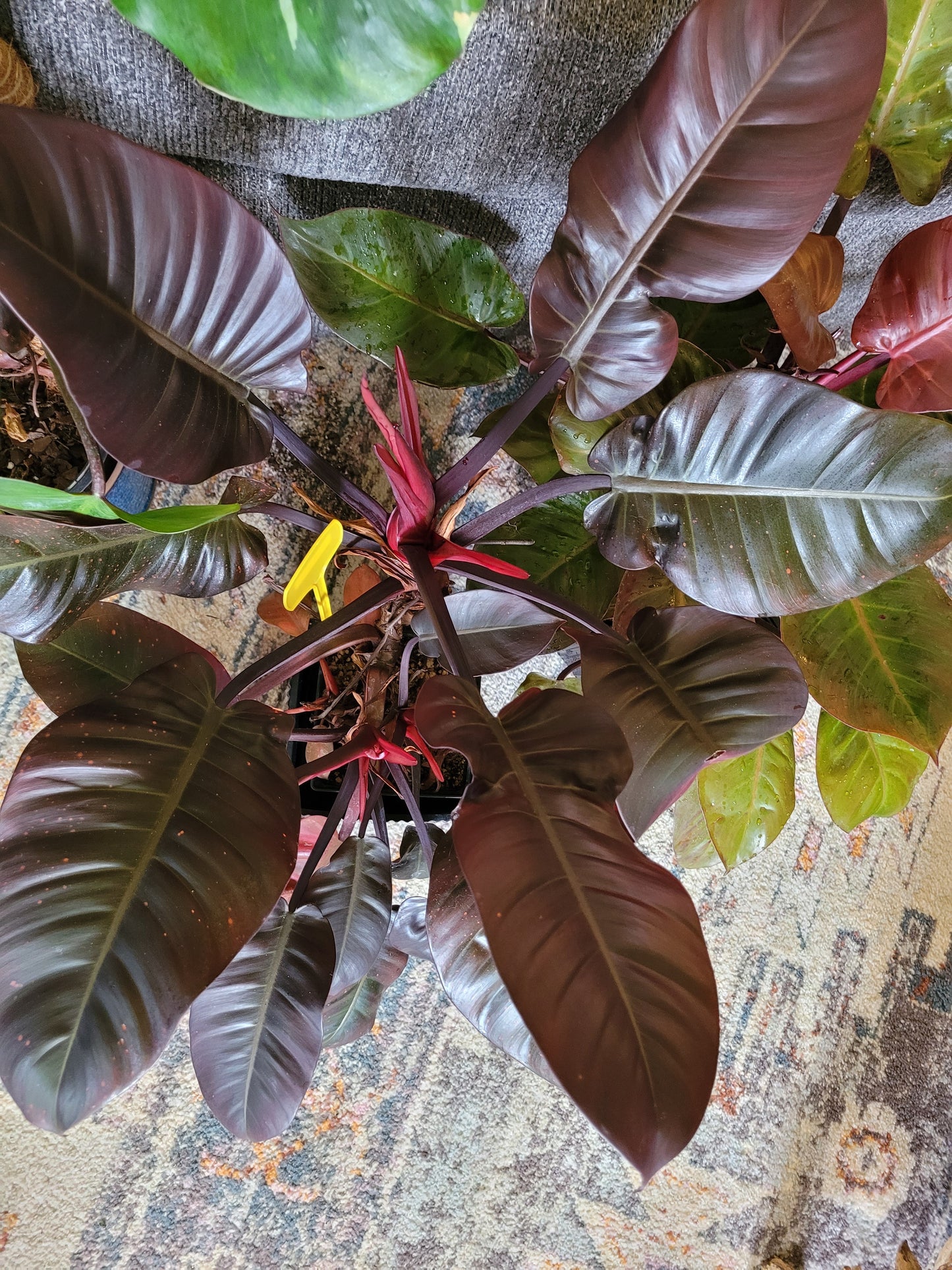 Philodendron ‘Black Cardinal’