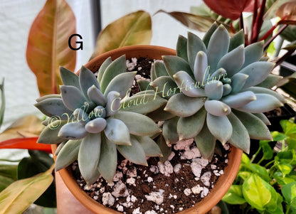 Pachyphytum ‘Moon Silver’