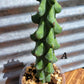 Myrtillocactus geometrizans ‘Fukurokuryuzinboku’ (Boobie Cactus)