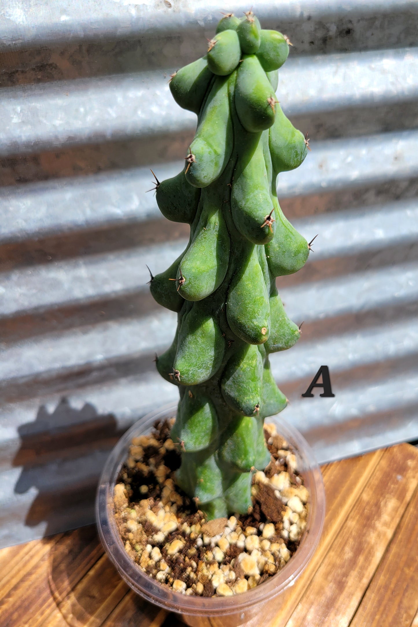 Myrtillocactus geometrizans ‘Fukurokuryuzinboku’ (Boobie Cactus)