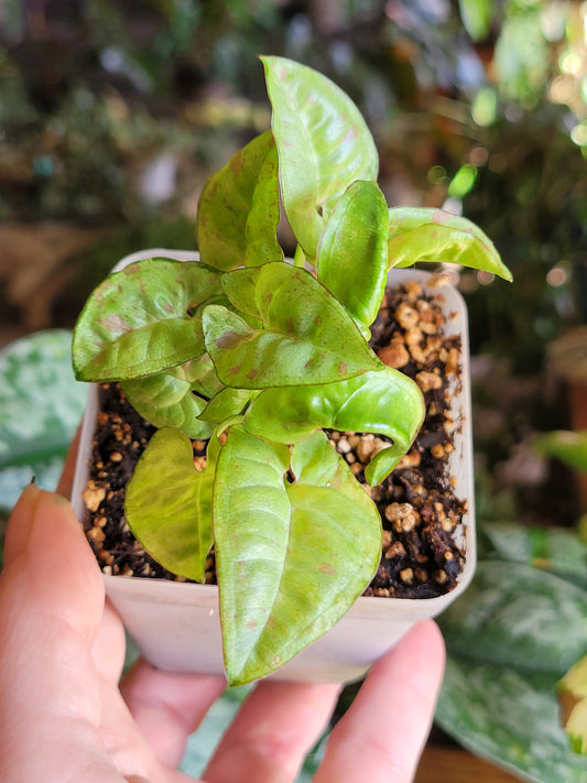 Syngonium podophyllum ‘Milk Confetti’