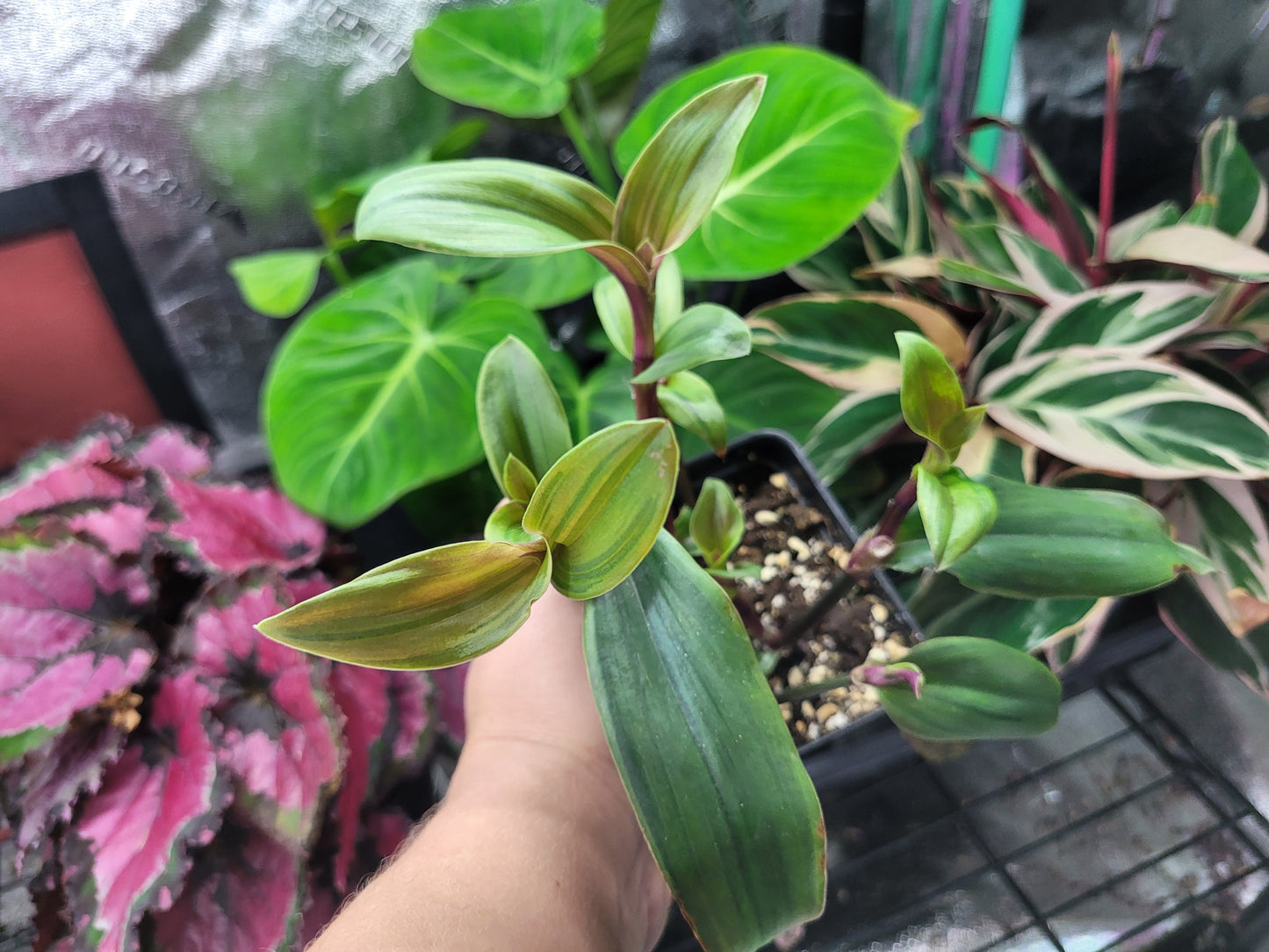 Tradescantia cerinthoides ‘Limelight’