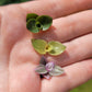 CALLISIA REPENS BUNDLES