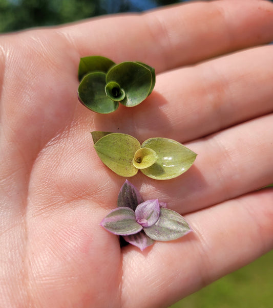 CALLISIA REPENS BUNDLES