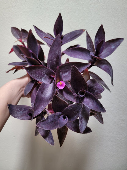 Tradescantia pallida ‘Purple Pixie’