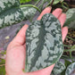 Scindapsus Pictus ‘Silver Splash’