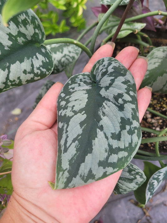 Scindapsus Pictus ‘Silver Splash’