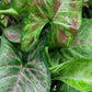 Syngonium Podophyllum ‘Confetti’