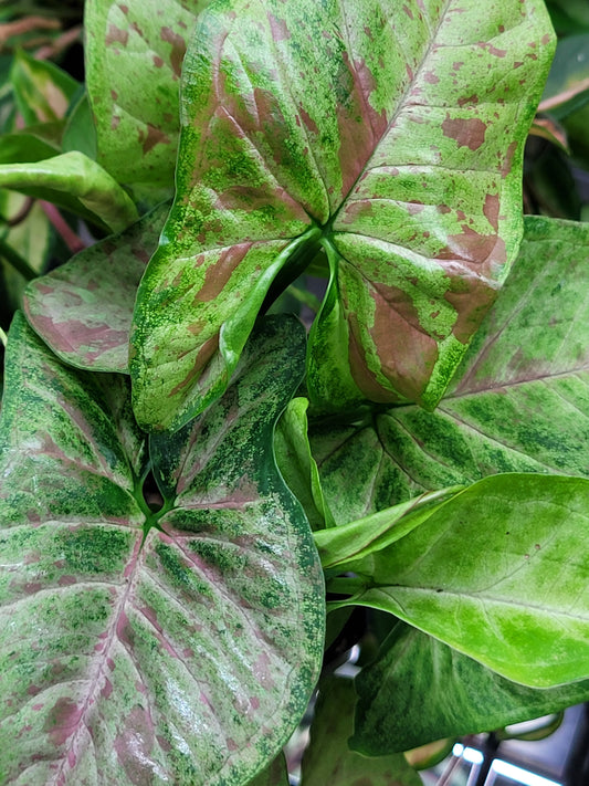 Syngonium Podophyllum ‘Confetti’