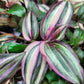 Tradescantia Zebrina Discolor-Multicolor