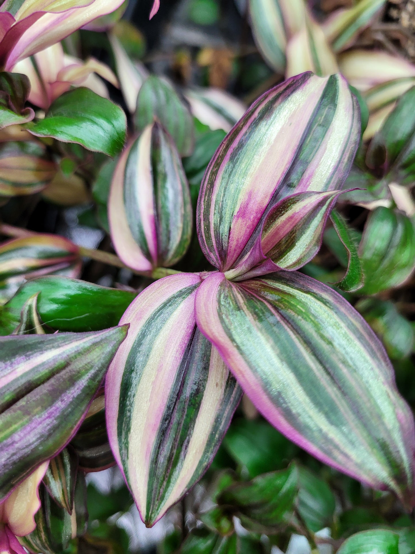 Tradescantia Zebrina Discolor-Multicolor