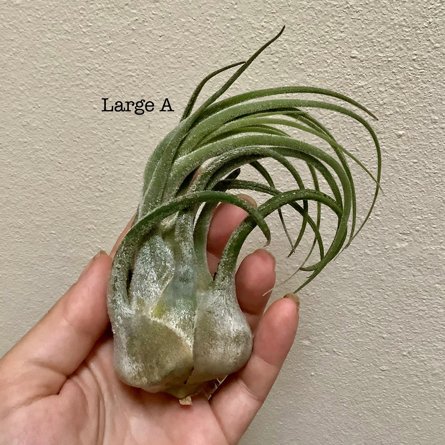 Large Air Plant