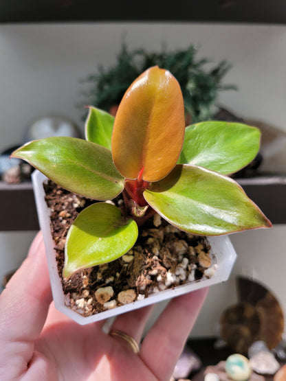 Philodendron Erubescens ‘Prince of Orange’