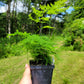 Asparagus setaceus (Asparagus plumosa fern)