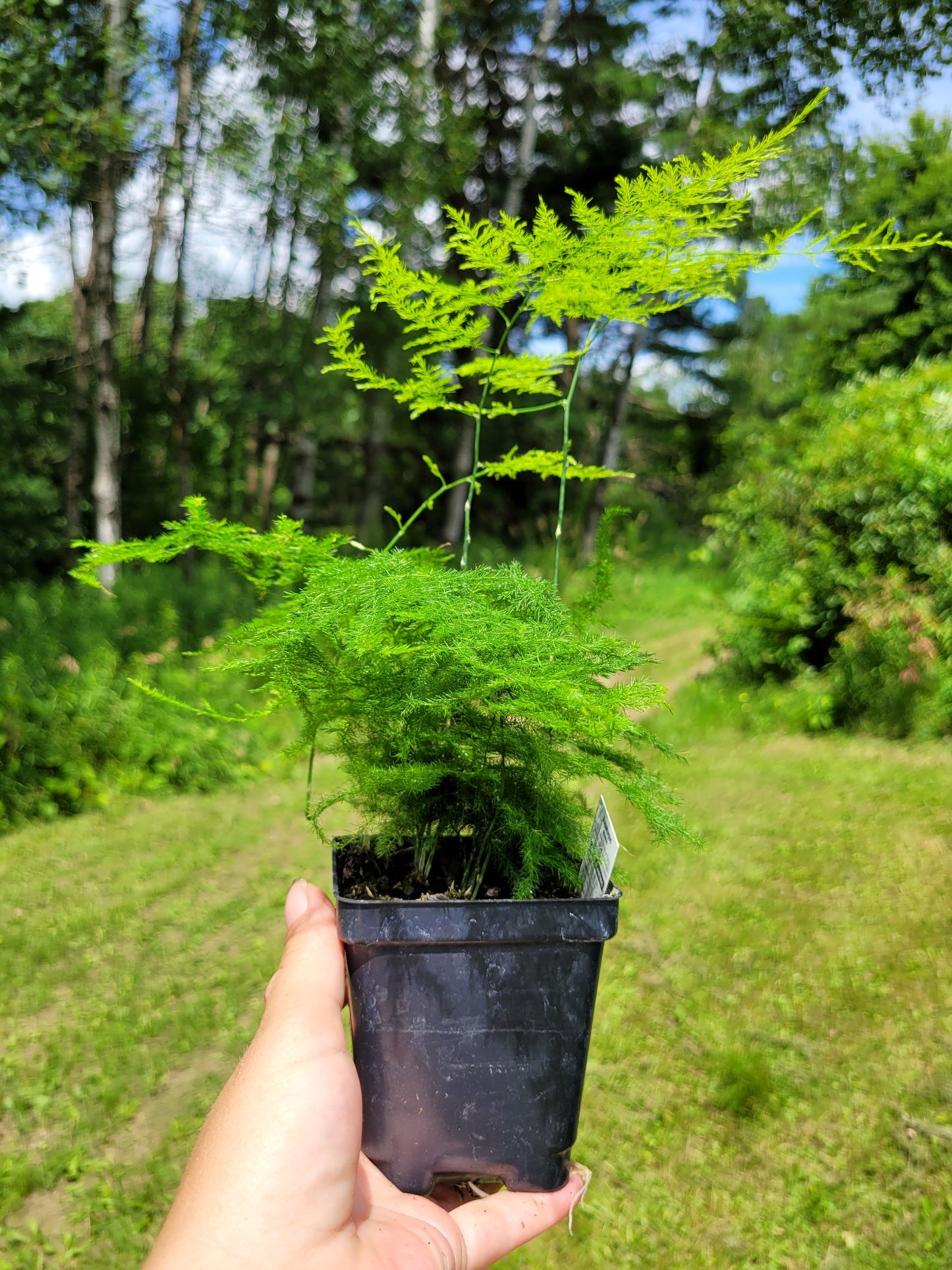 Asparagus setaceus (Asparagus plumosa fern)