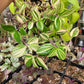 Tradescantia Mundula ‘Lisa’ (Rainbow/Tricolor)