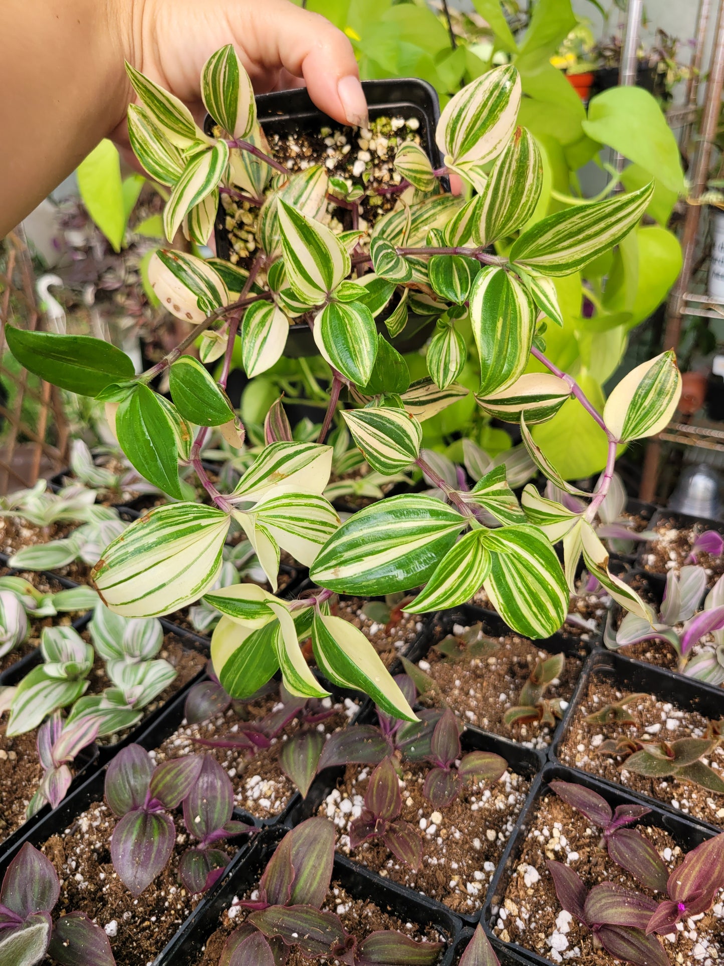 Tradescantia Mundula ‘Lisa’ (Rainbow/Tricolor)