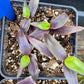 Tripogandra Serrulata ‘Purple Scimitars’