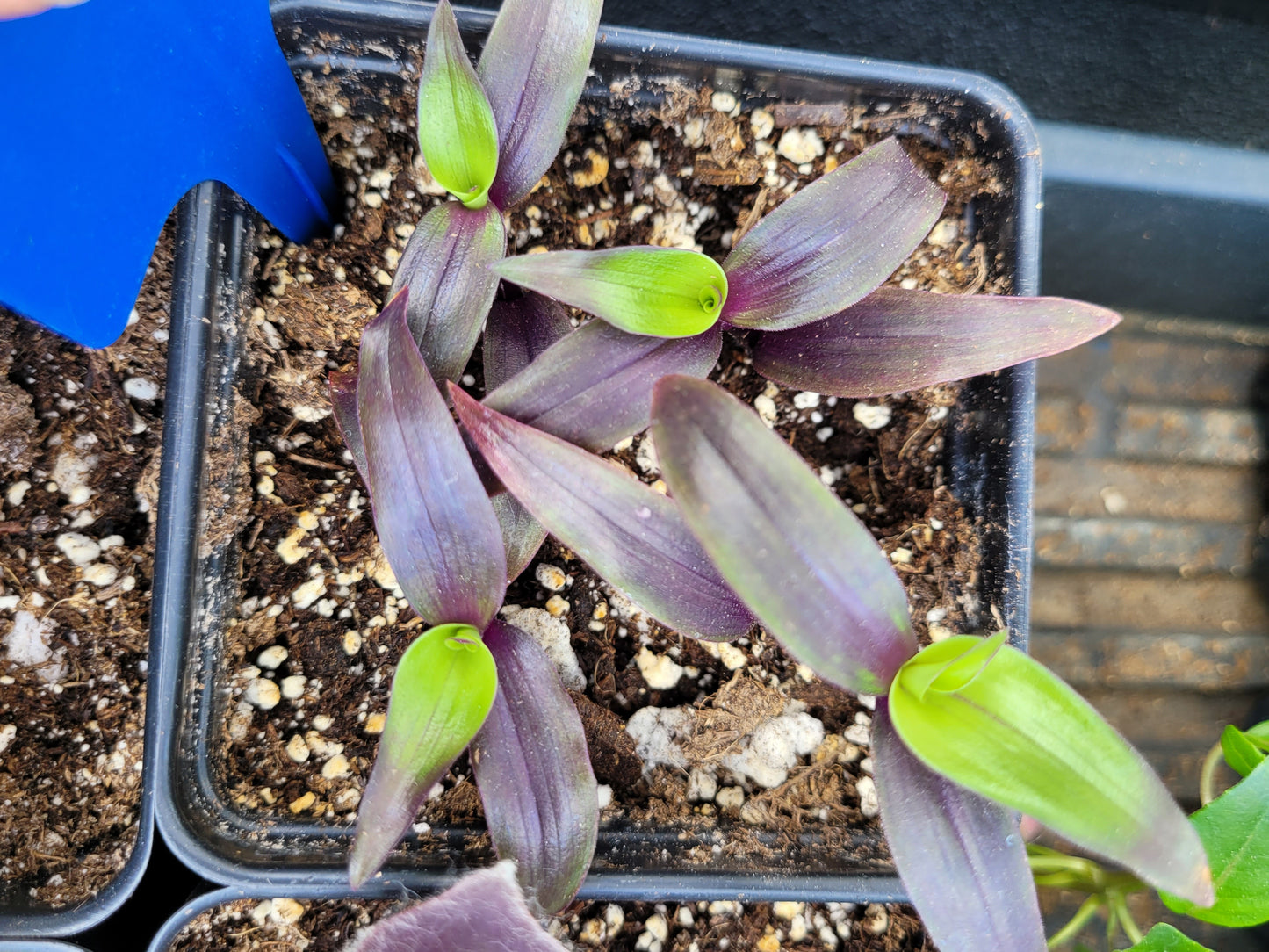 Tripogandra Serrulata ‘Purple Scimitars’