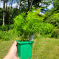 Asparagus Densiflorus ‘Sprengeri’(Asparagus fern/Foxtail fern)