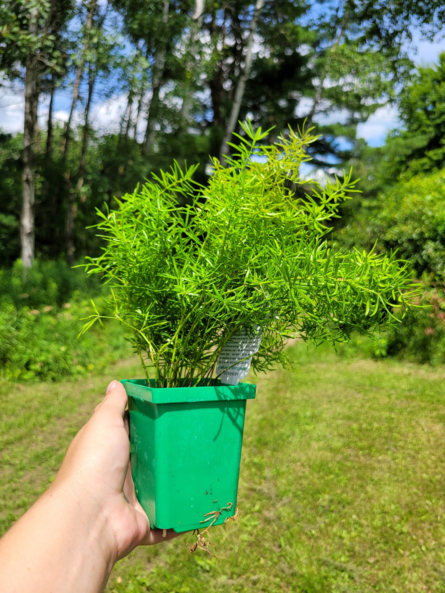 Asparagus Densiflorus ‘Sprengeri’(Asparagus fern/Foxtail fern)