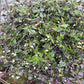 Gibasis Pellucida (Tahitian Bridal Veil)