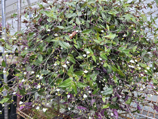 Gibasis Pellucida (Tahitian Bridal Veil)