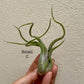 Small Air Plant