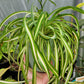 Chlorophytum Comosum ‘Bonnie’ (Curly Spider Plant)