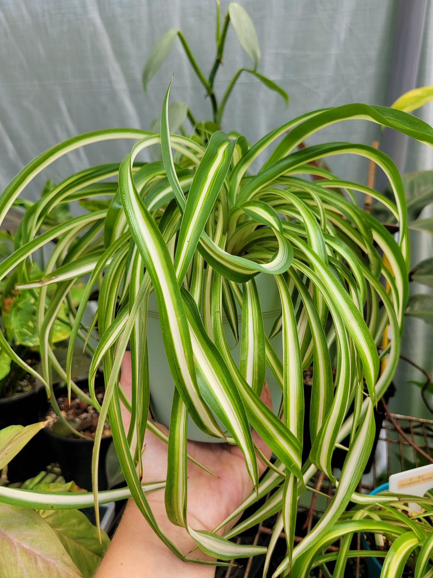 Chlorophytum Comosum ‘Bonnie’ (Curly Spider Plant)