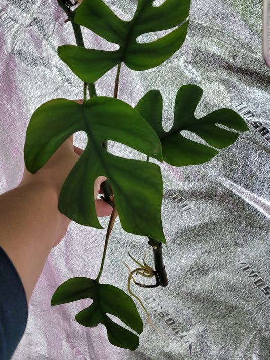 Rhaphidophora Tetrasperma “Mini Monstera”