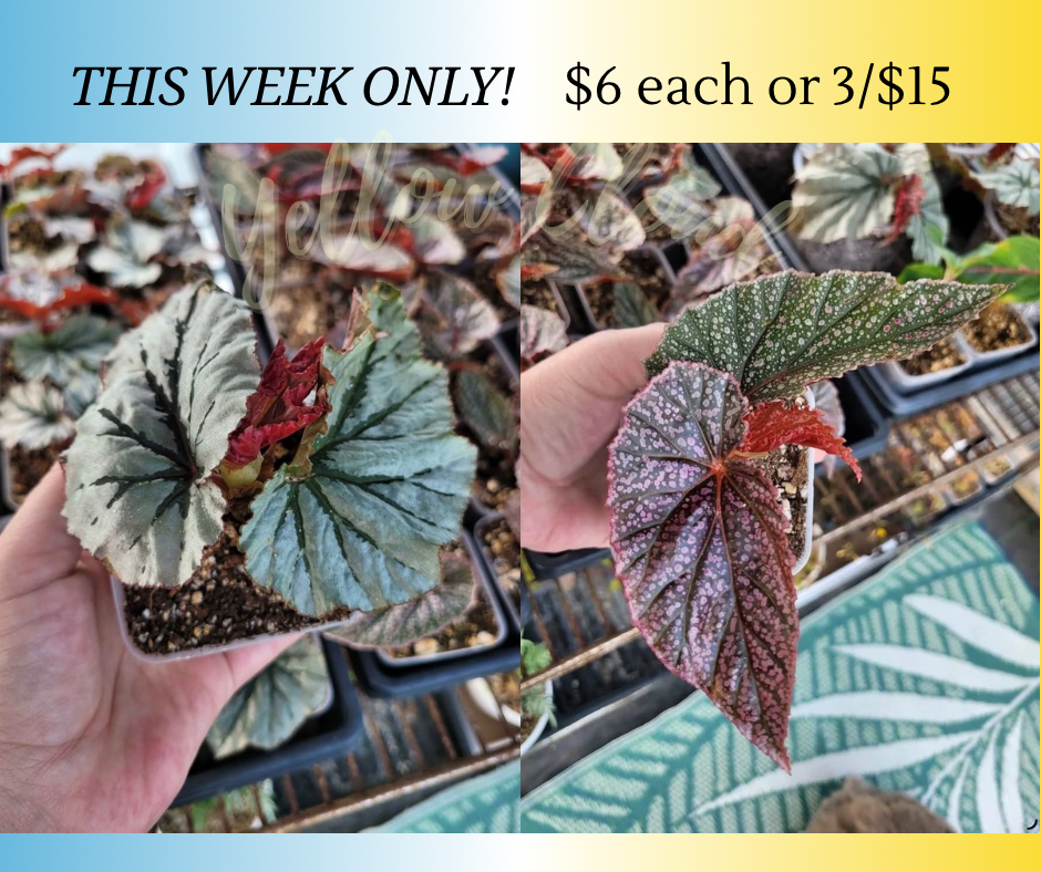 Begonia ‘Looking Glass’ and/or ‘Miss Mummy’