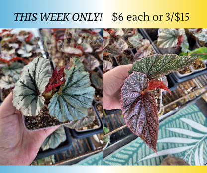 Begonia ‘Looking Glass’ and/or ‘Miss Mummy’