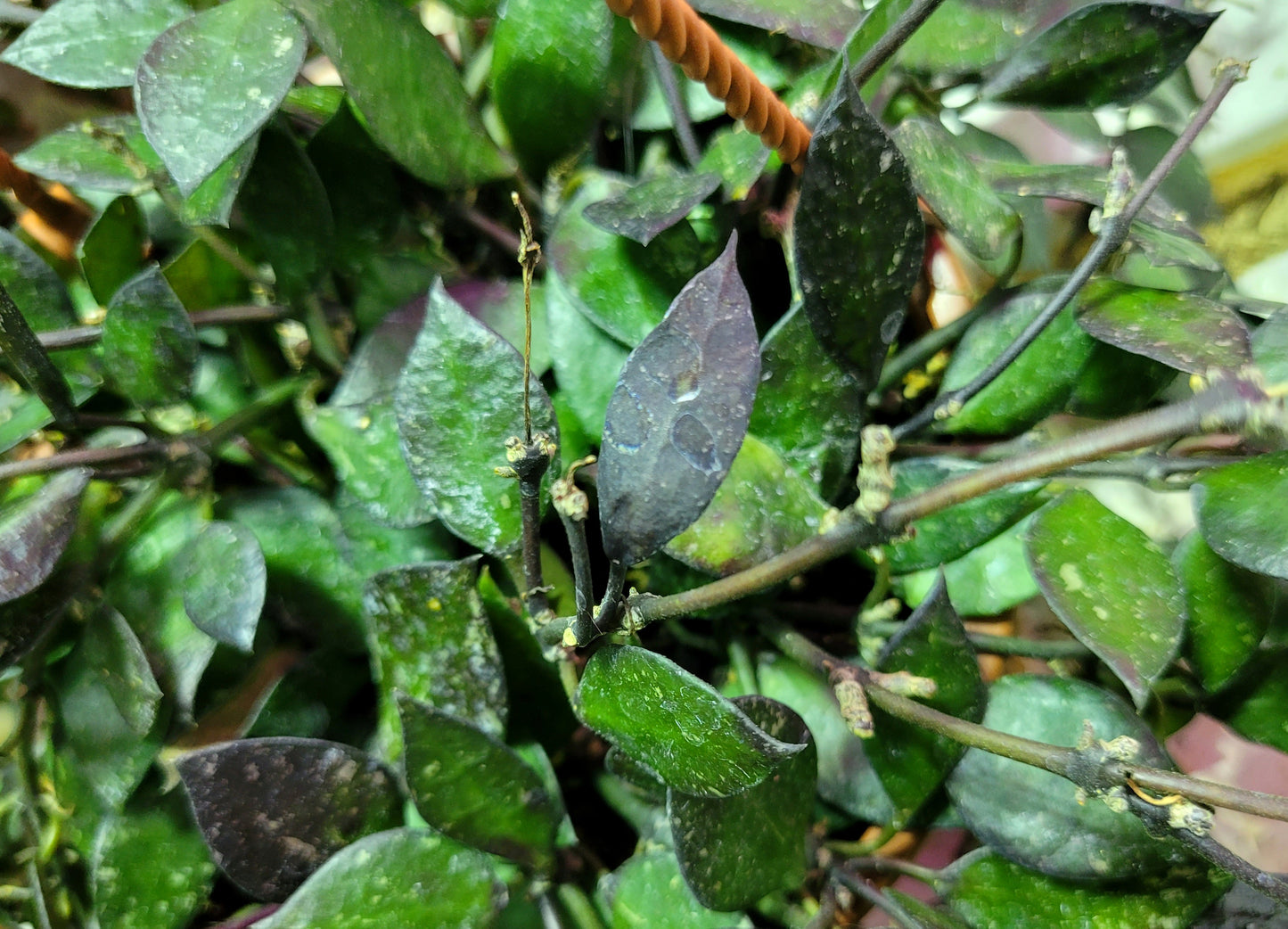 Hoya Krohniana ‘Black’