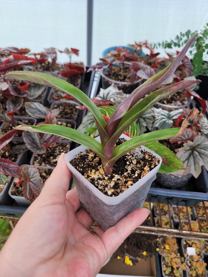 Cyanotis obtusa