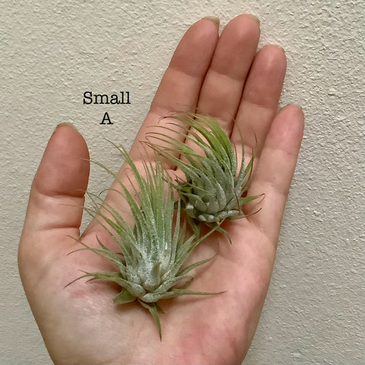 Small Air Plant